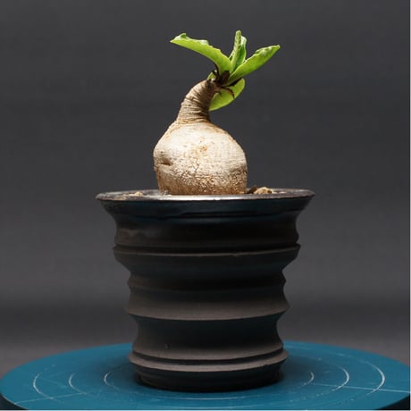 ユーフォルビア | STORES