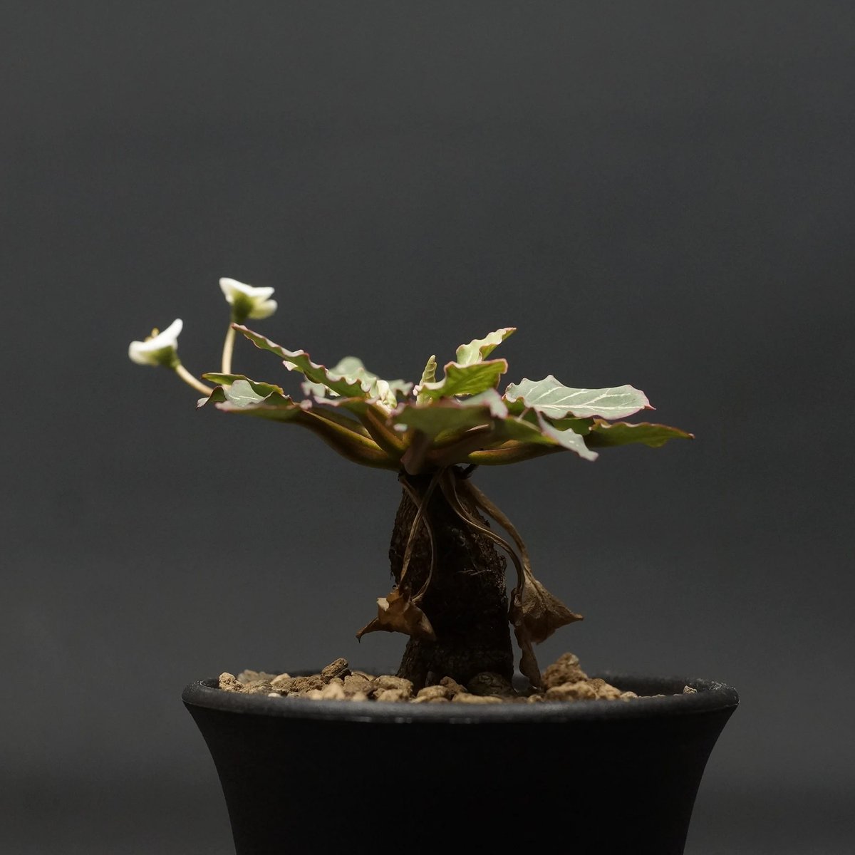 Euphorbia fish bone