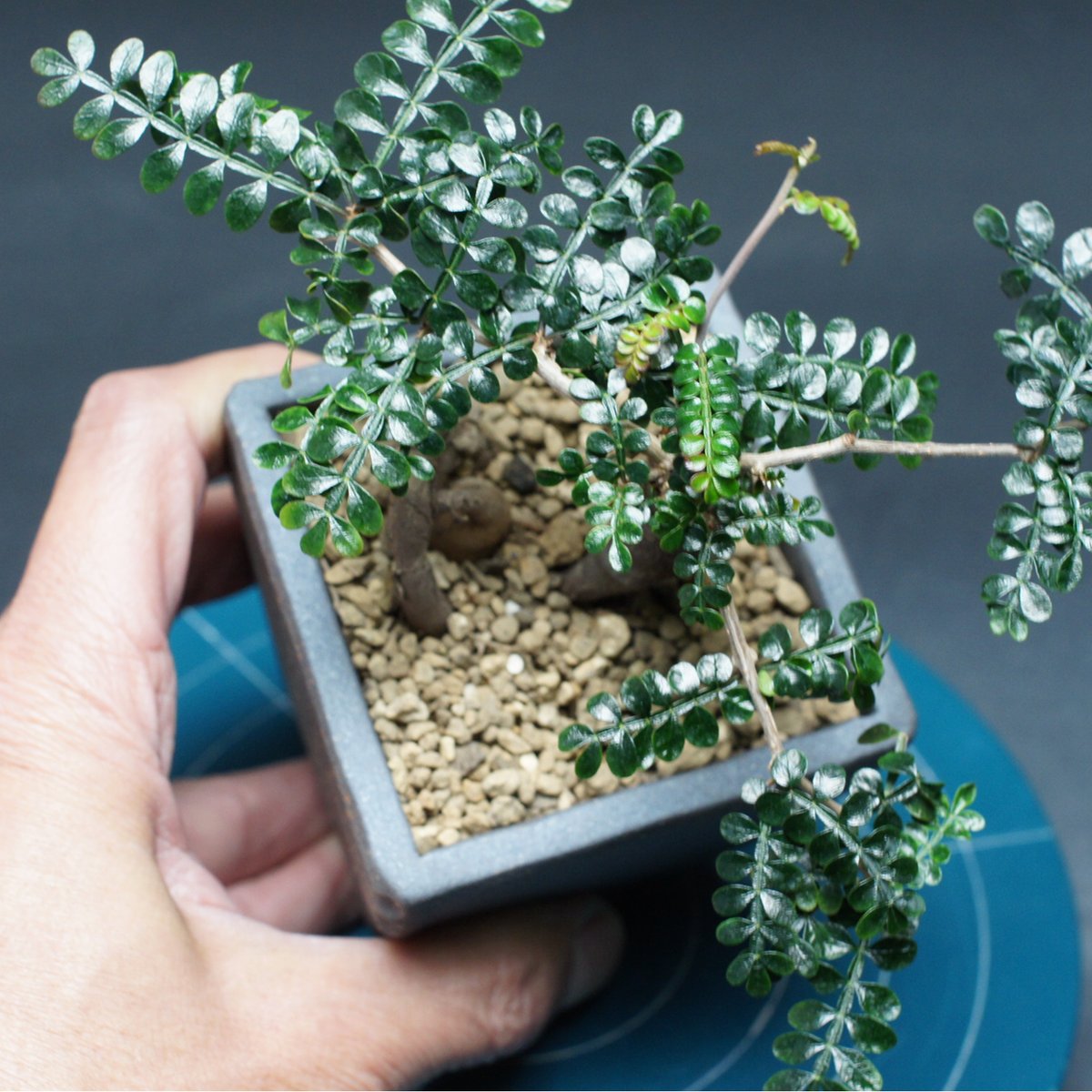 オペルクリカリア パキプス 