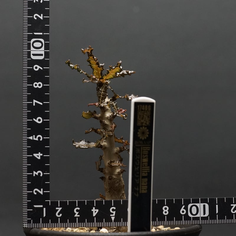 04 フラワー・ガーデニング 6月入荷 ボスウェリア ナナ 種子10粒