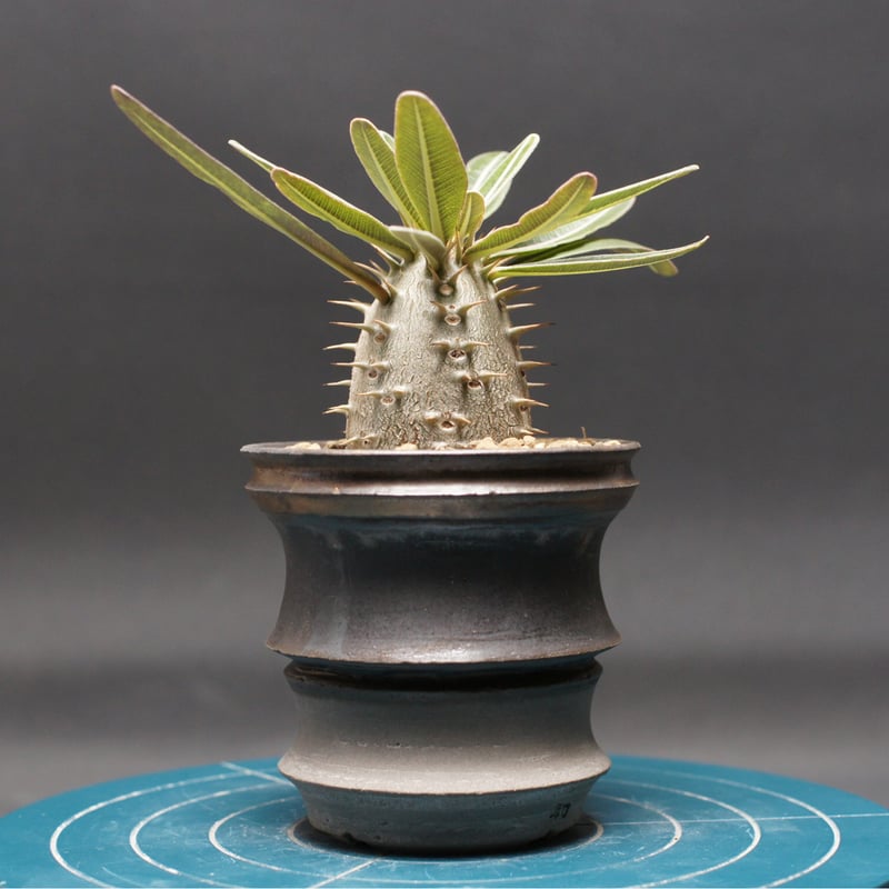 パキポディウム グラキリス 