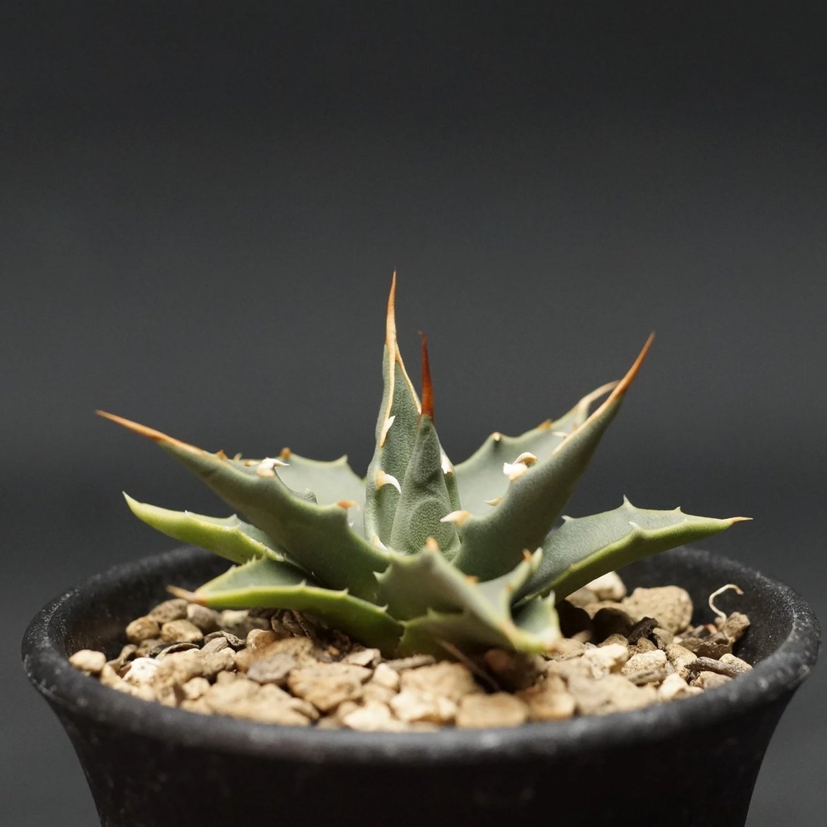 Agave utahensis var. eborispina Agave utahensis var. eborispina