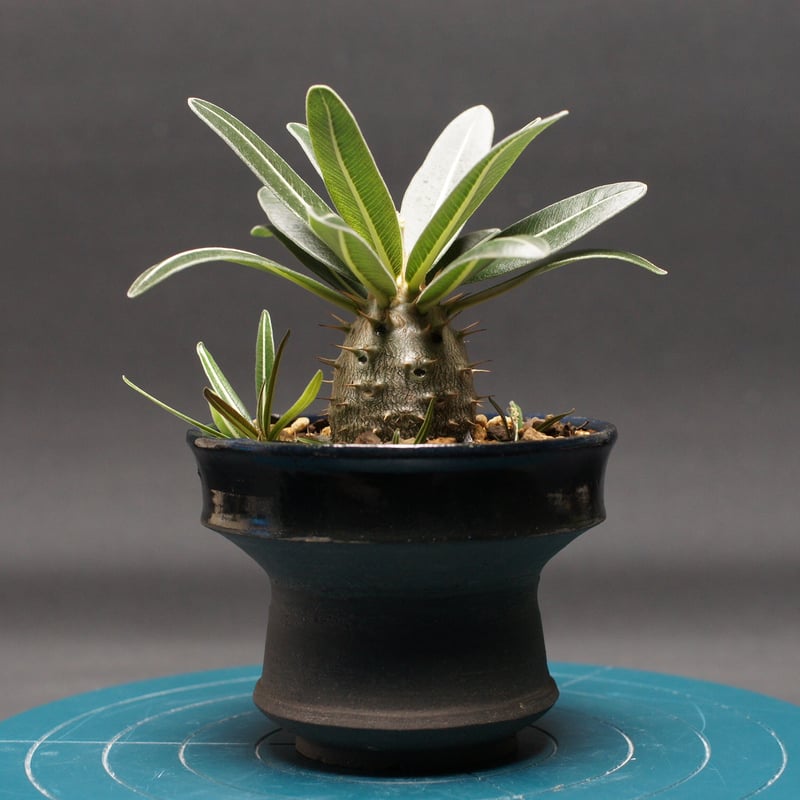 パキポディウム グラキリス 