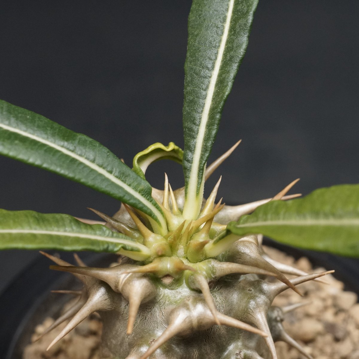 パキポディウム アンボンゲンセ Pachypodium ambongense Pachypodium ambongense【パキポディウム・アンボンゲンセ・実生