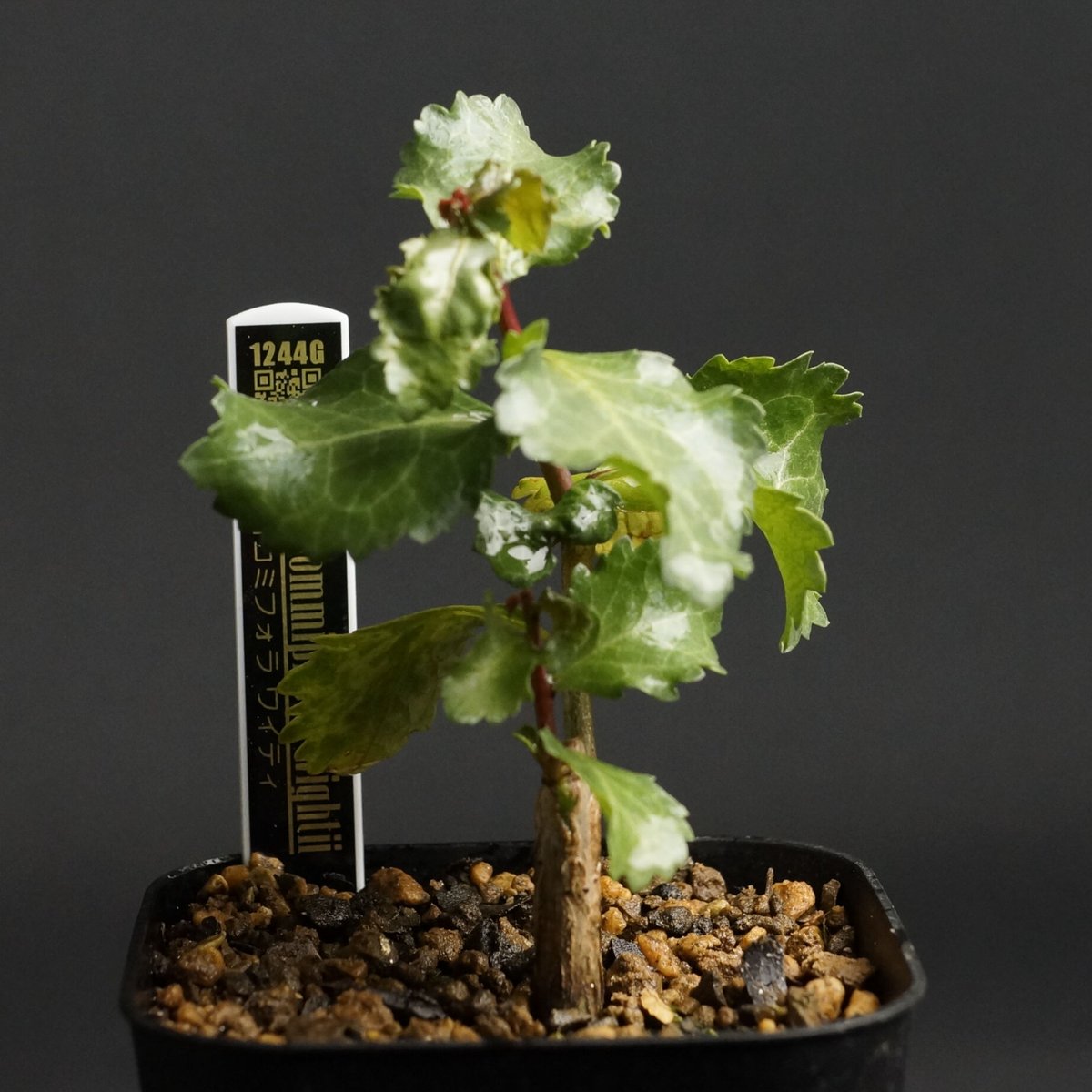 コミフォラ ワイティー fit=scale-down,w=1200