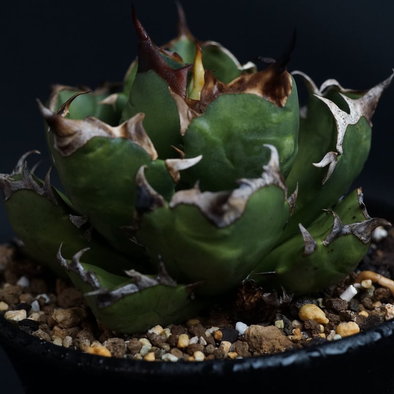 Agave titanota compacta