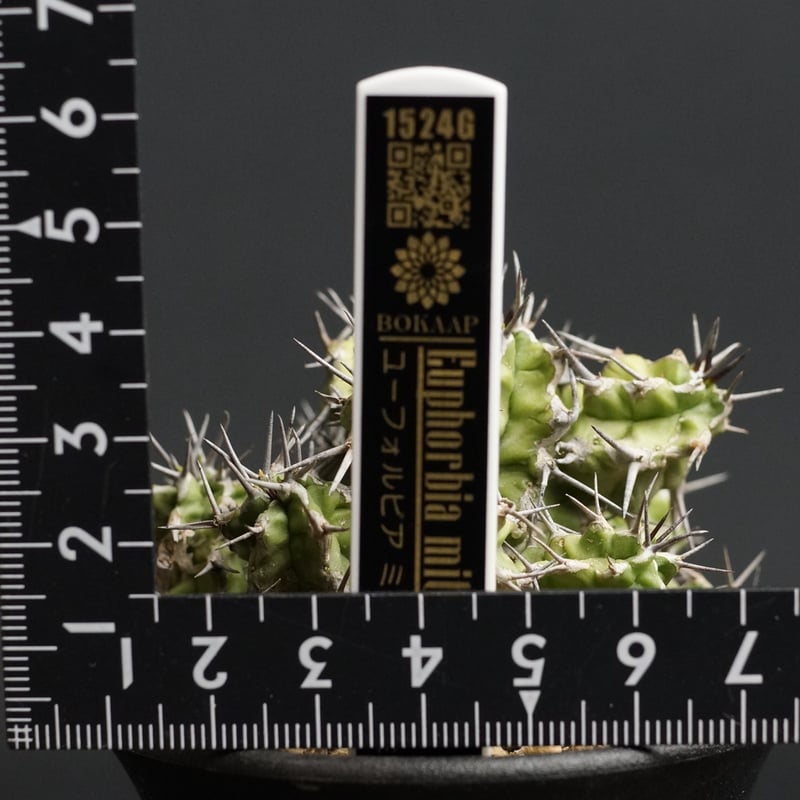 Euphorbia mitriformis