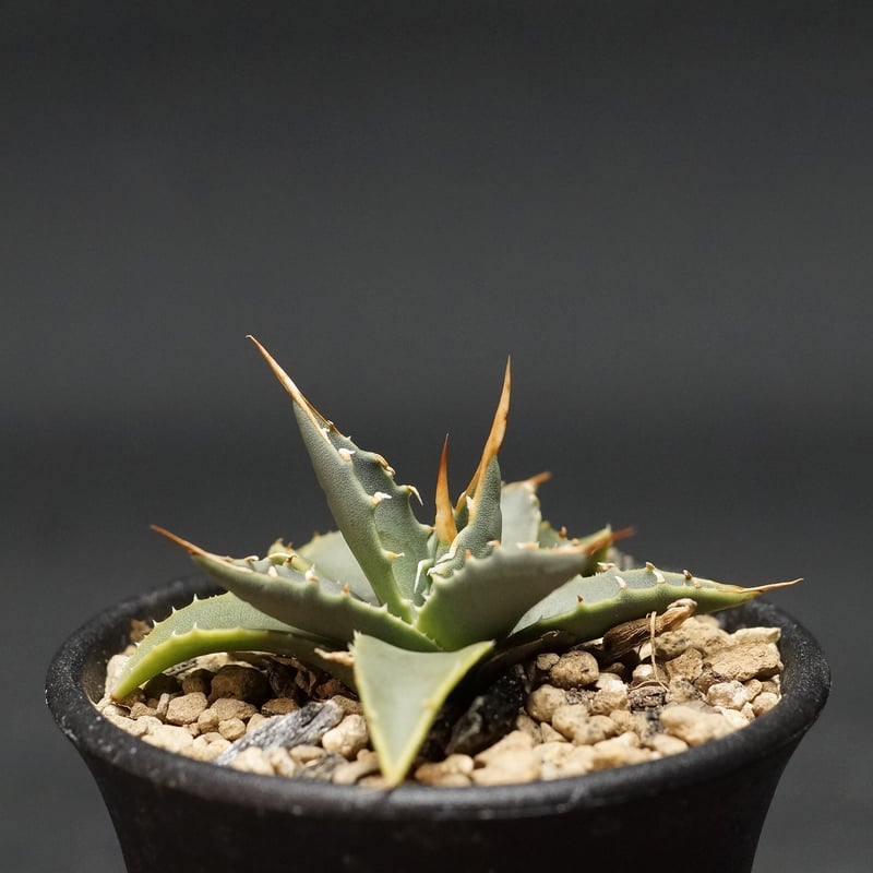 Agave utahensis var. eborispina