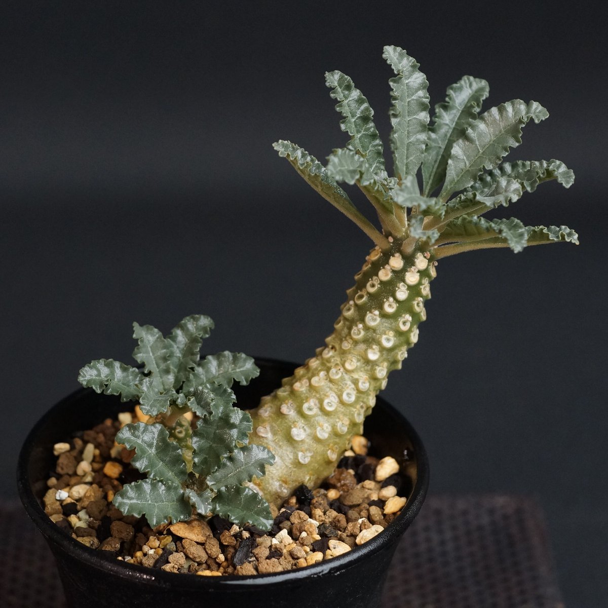 Dorstenia lavrani