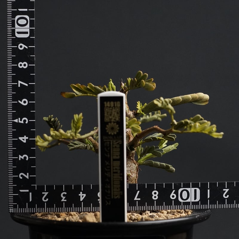 Senna meridionalis