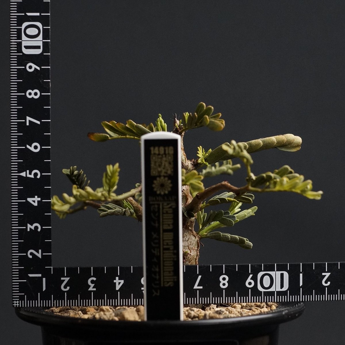 Senna meridionalis