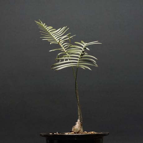 "Dioon edule" ディオーン エデュレ 管理2116