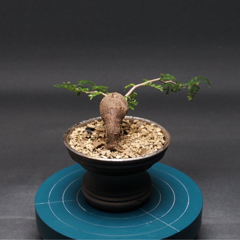 【土日価格】Operculicarya pachypusオペルクリカリアパキプス オペルクリカリア パキプス 