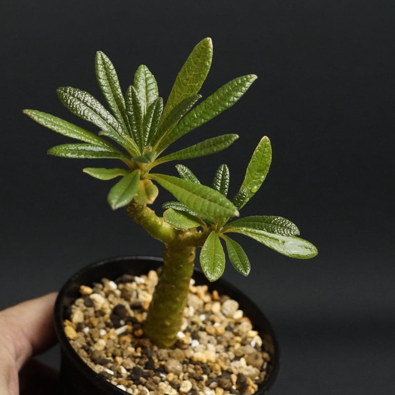 Dorstenia gigas