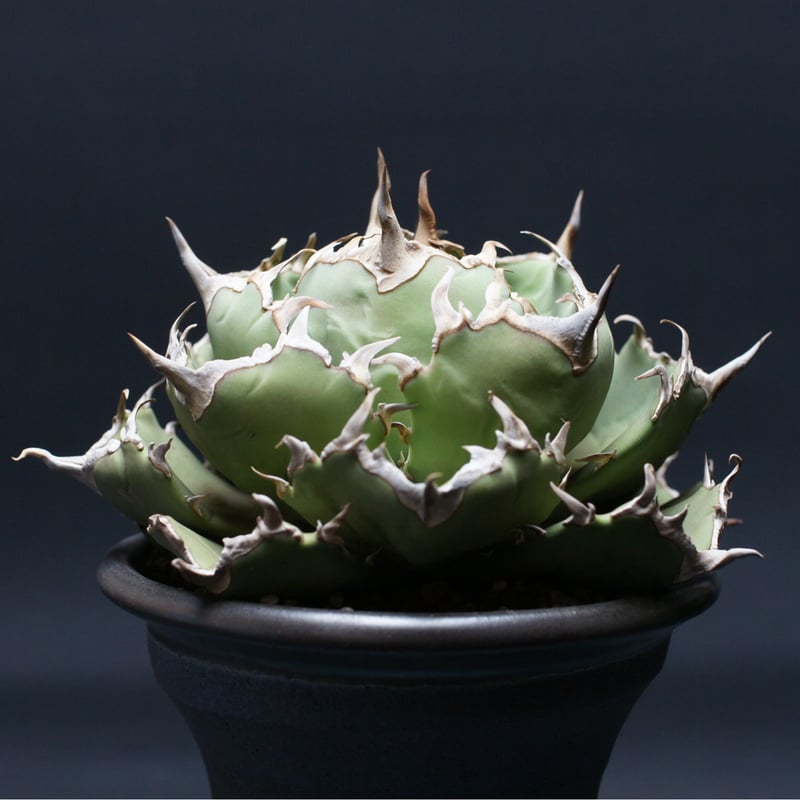 アガベ チタノタ 【コンパクタGG】 