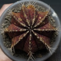 Gymnocalycium