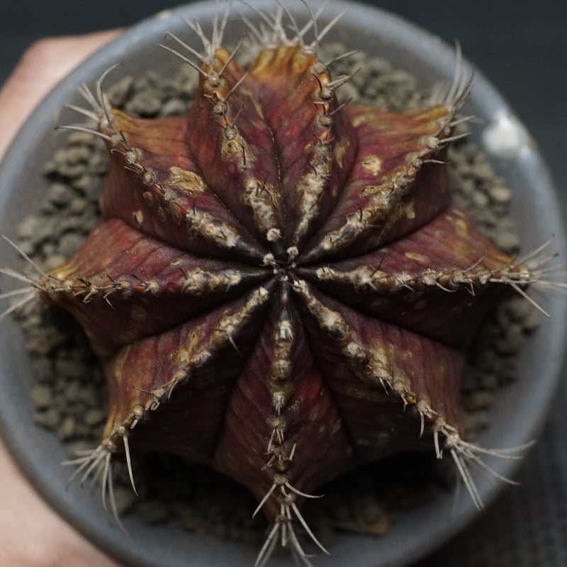 Gymnocalycium