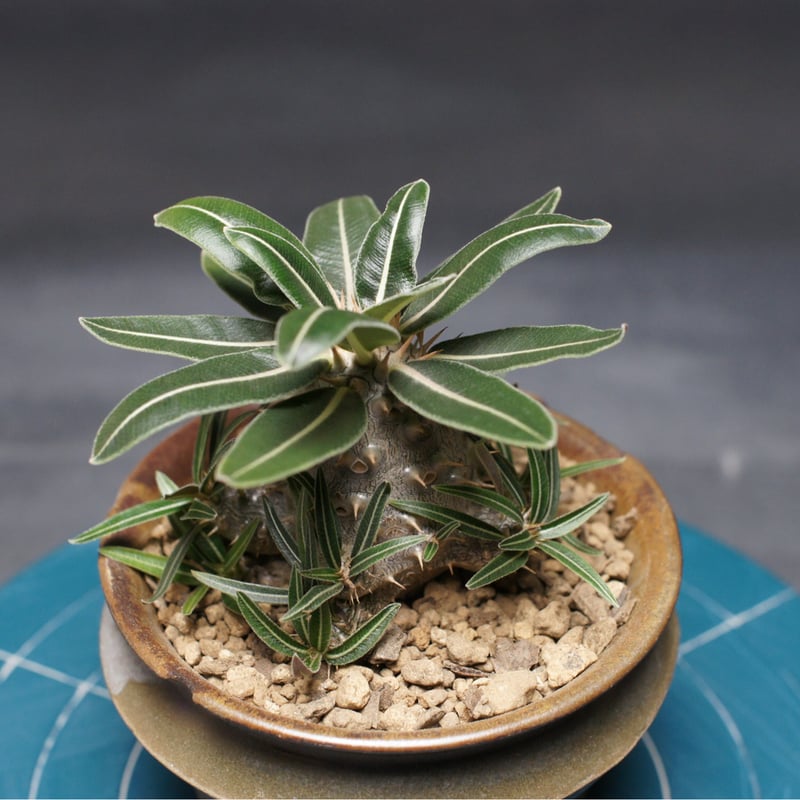 パキポディウム グラキリス 