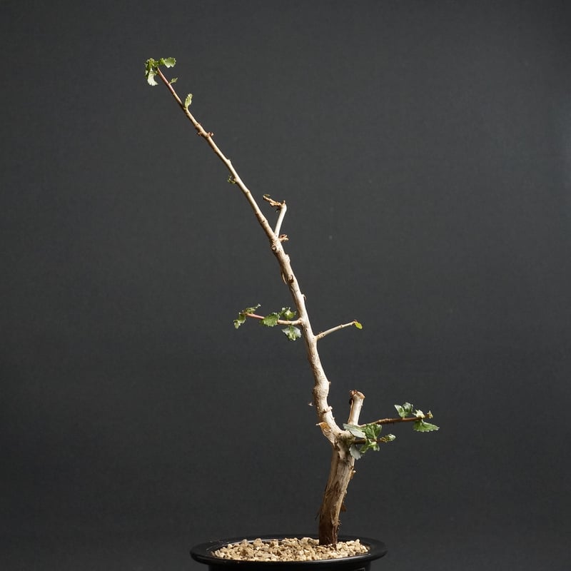 Commiphora wightii