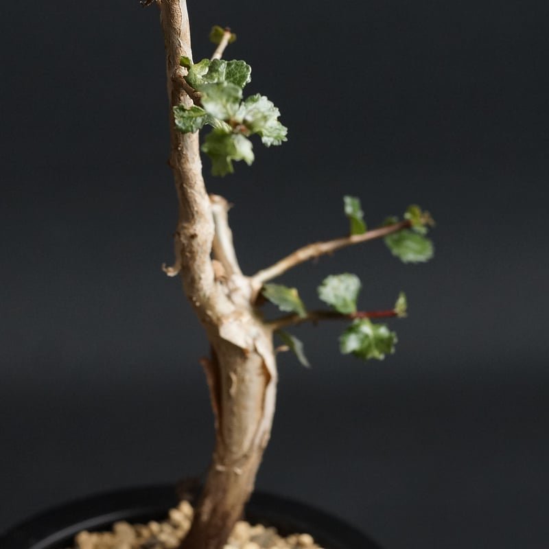 Commiphora wightii