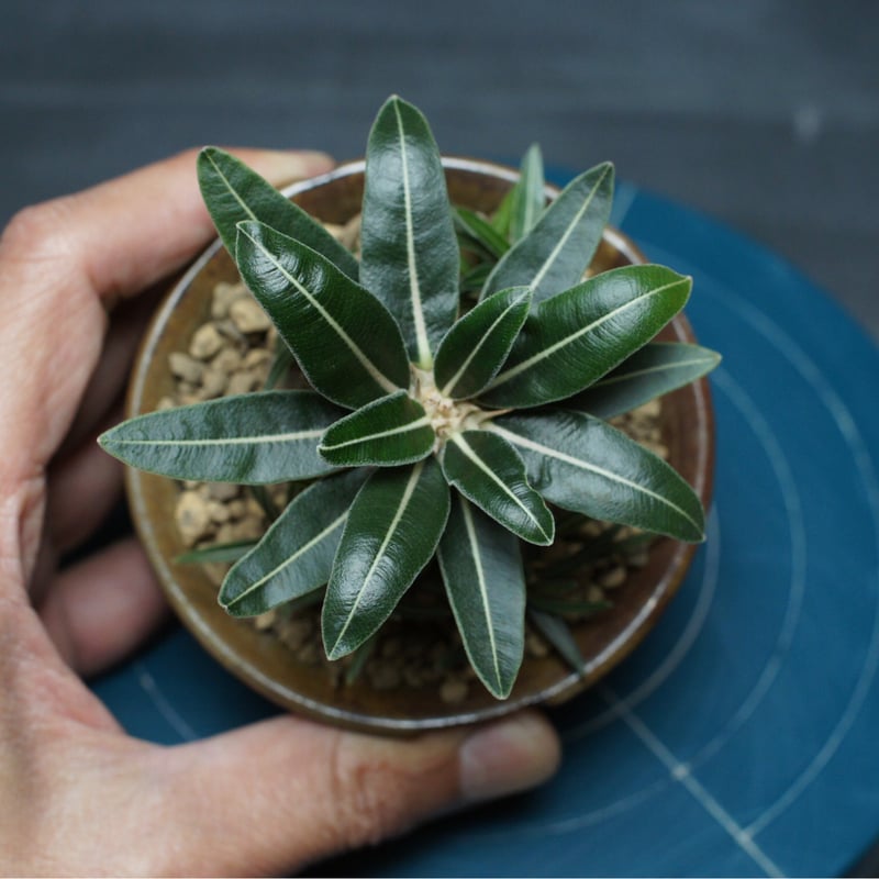 パキポディウム グラキリス 