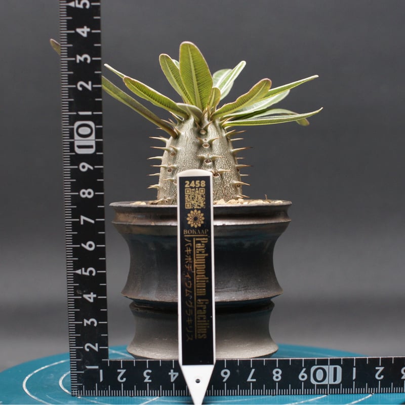 パキポディウム グラキリス 