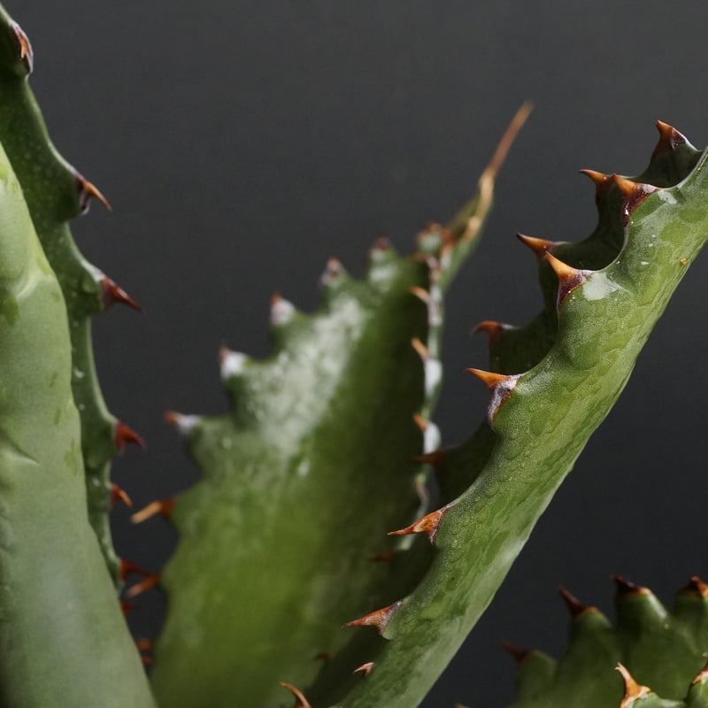 Agave gentryi 'Jaws'