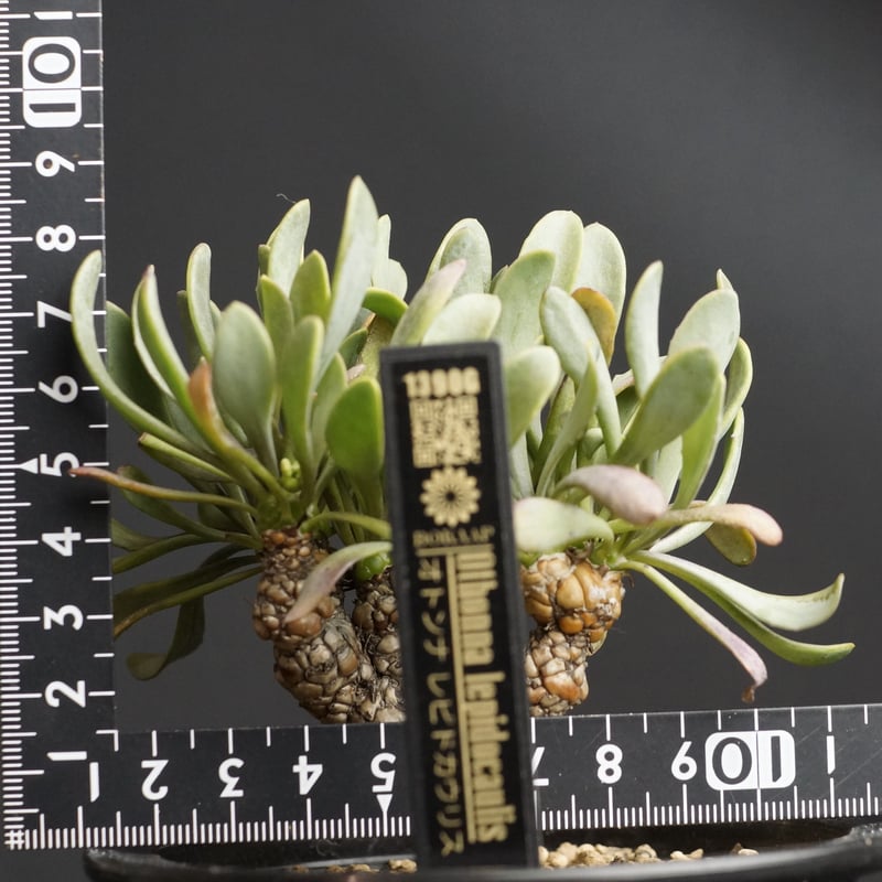 オトンナ レピドカウリス 発根済 オトンナ レピドカウリス | GREEN LUCK