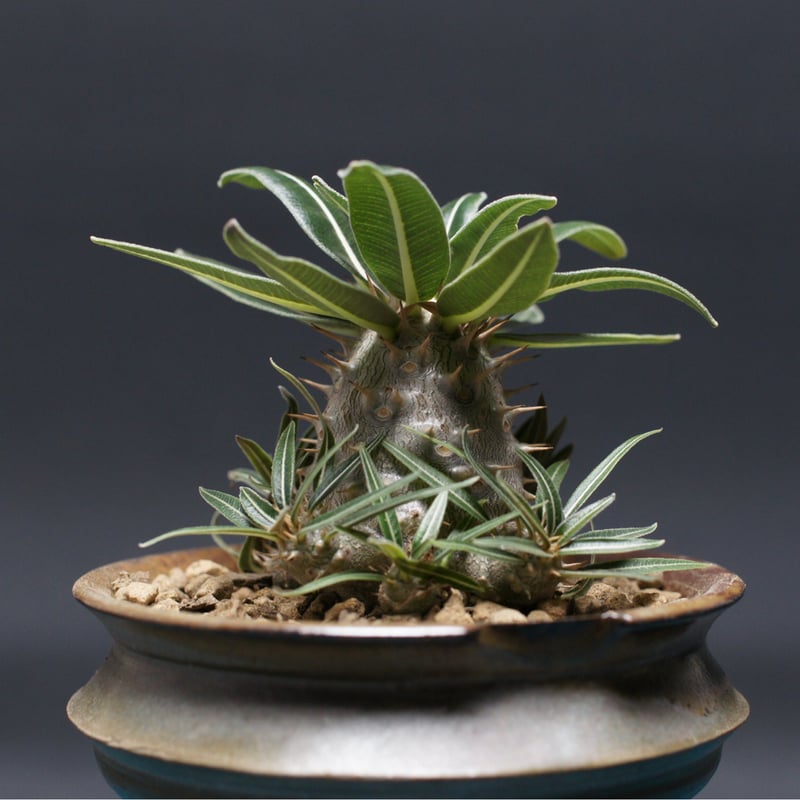 パキポディウム グラキリス Pachypodium gracilius ④ パキポディウム グラキリス 