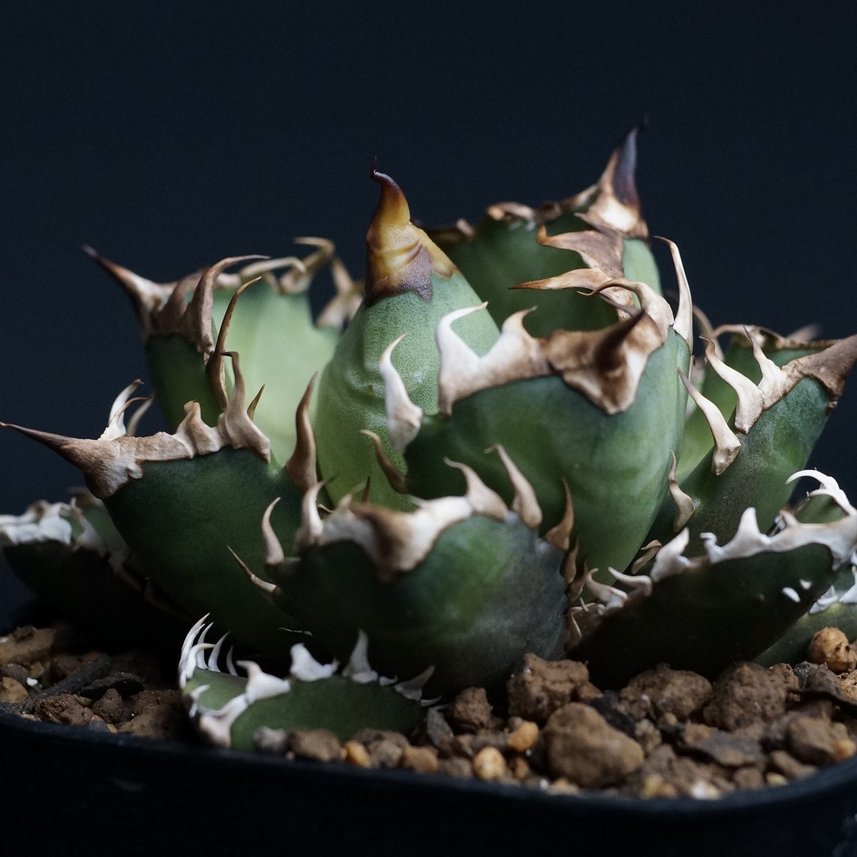アガベ　チタノタ　EXWT Agave titanota 'Red Catweezle'