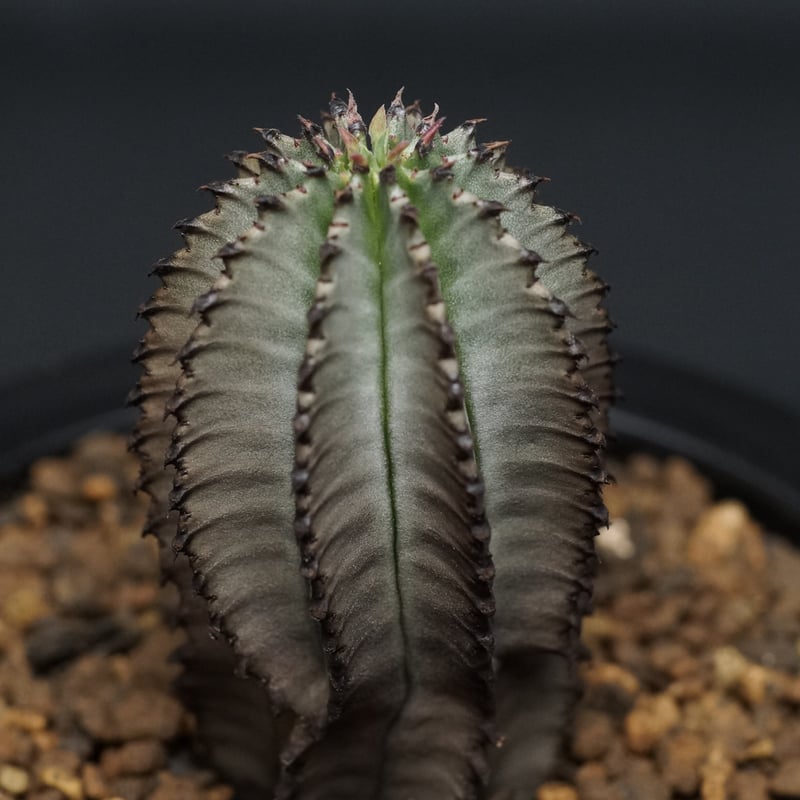 Euphorbia polygona