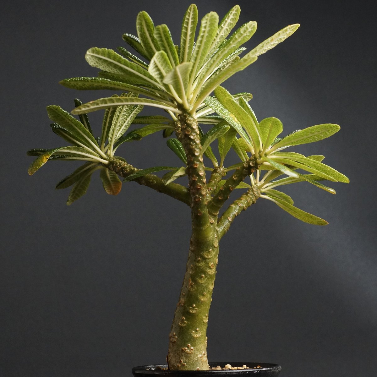 ドルステニア ギガス Dorstenia gigas 沖縄実生 | mana's green: