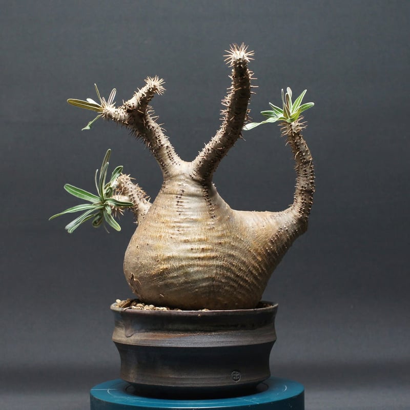 GIRUVI Pachypodium Gracilius グラキリス GIRUVI Pachypodium Gracilius グラキリス