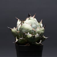 アガベ チタノタ【ブラック＆ブルー】 "Agave titanota" 管理2664