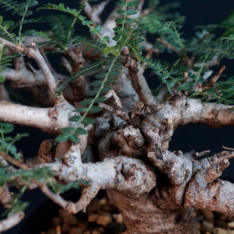 Boswellia neglecta Boswellia neglecta