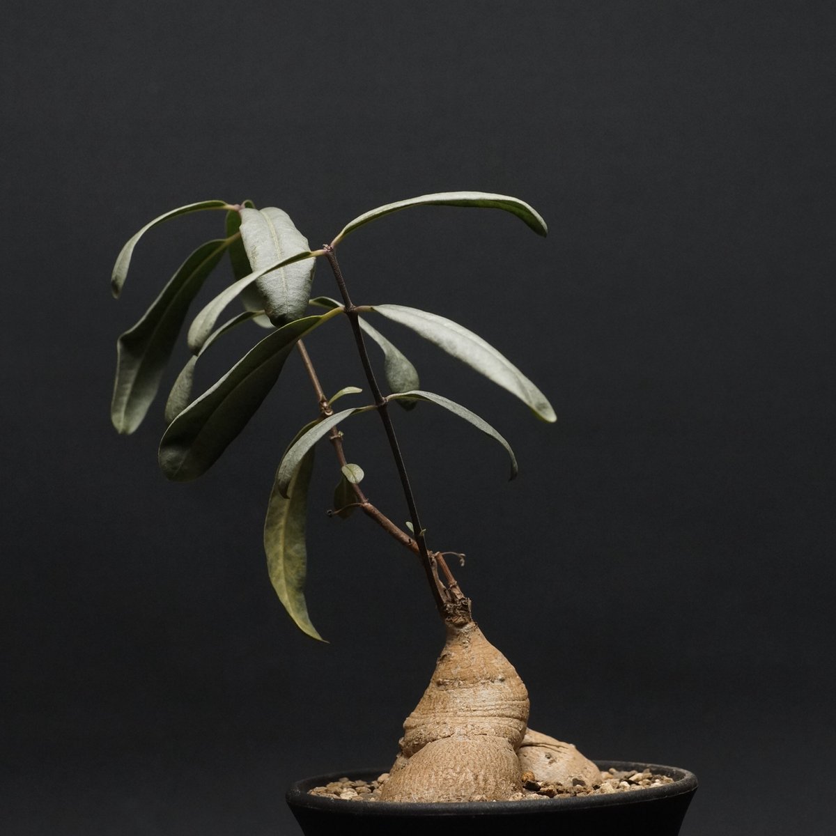 ラフィオナクメ　ブルケイ　現地球　発根済 ラフィオナクメ ブルケイ 現地球 発根済