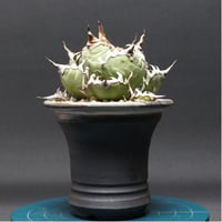 Agave titanota