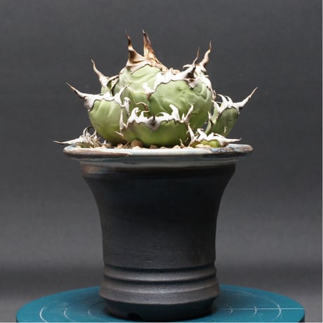 チタノタシーザー | STORES