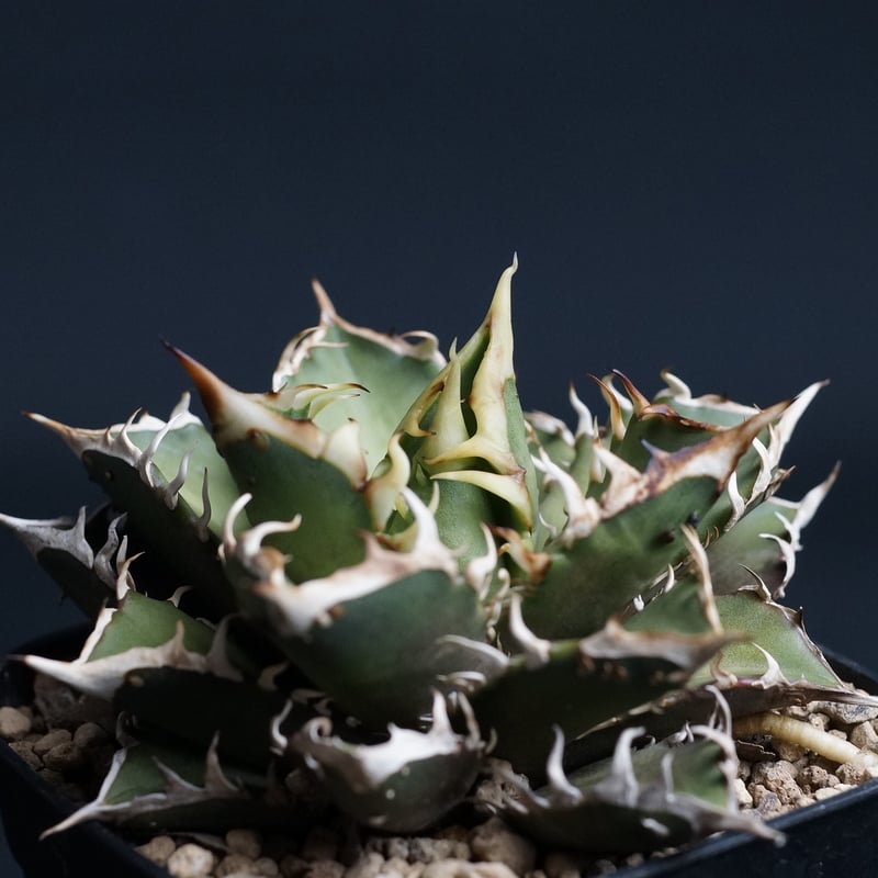 Agave titanota 'Red Catweezle'