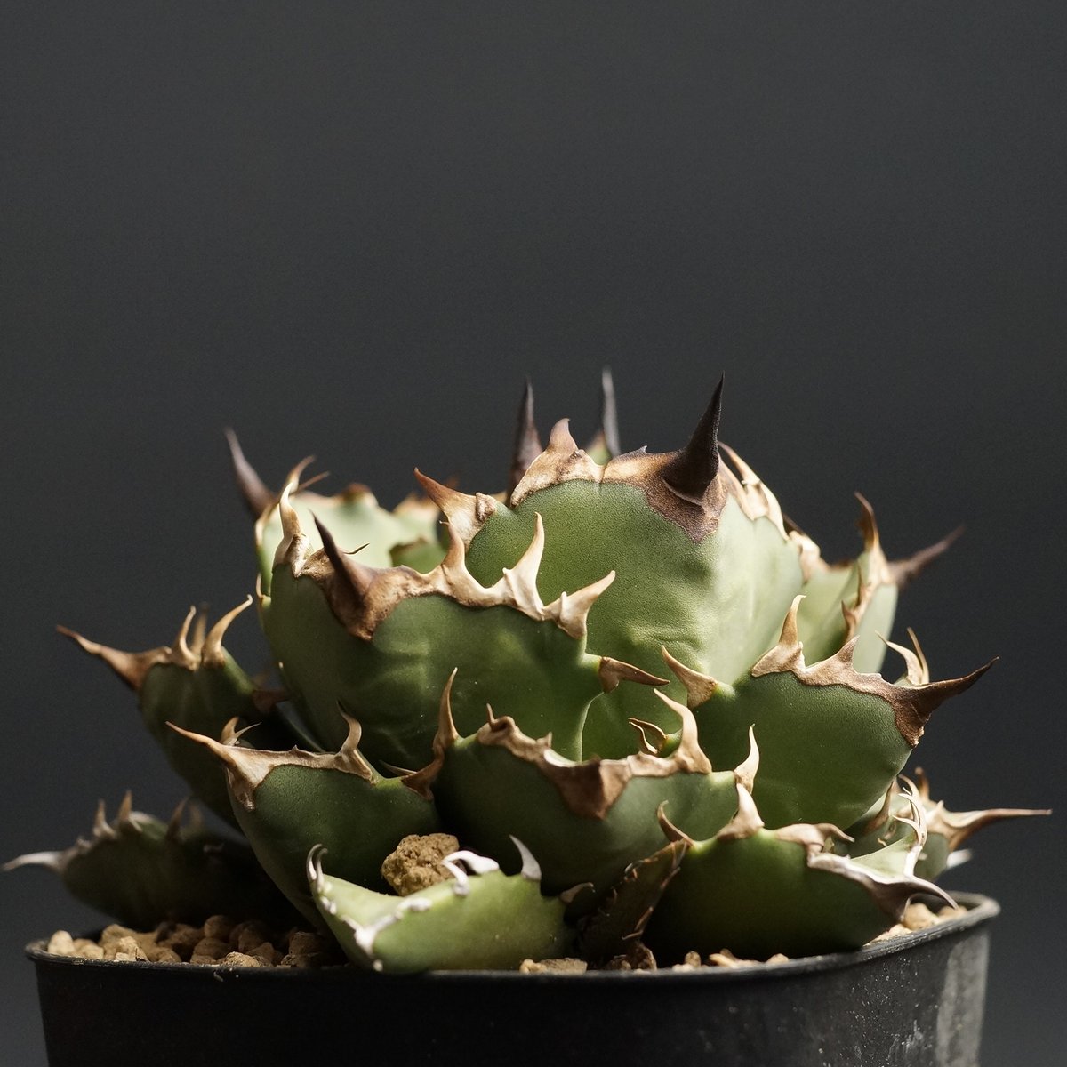 agave titanota