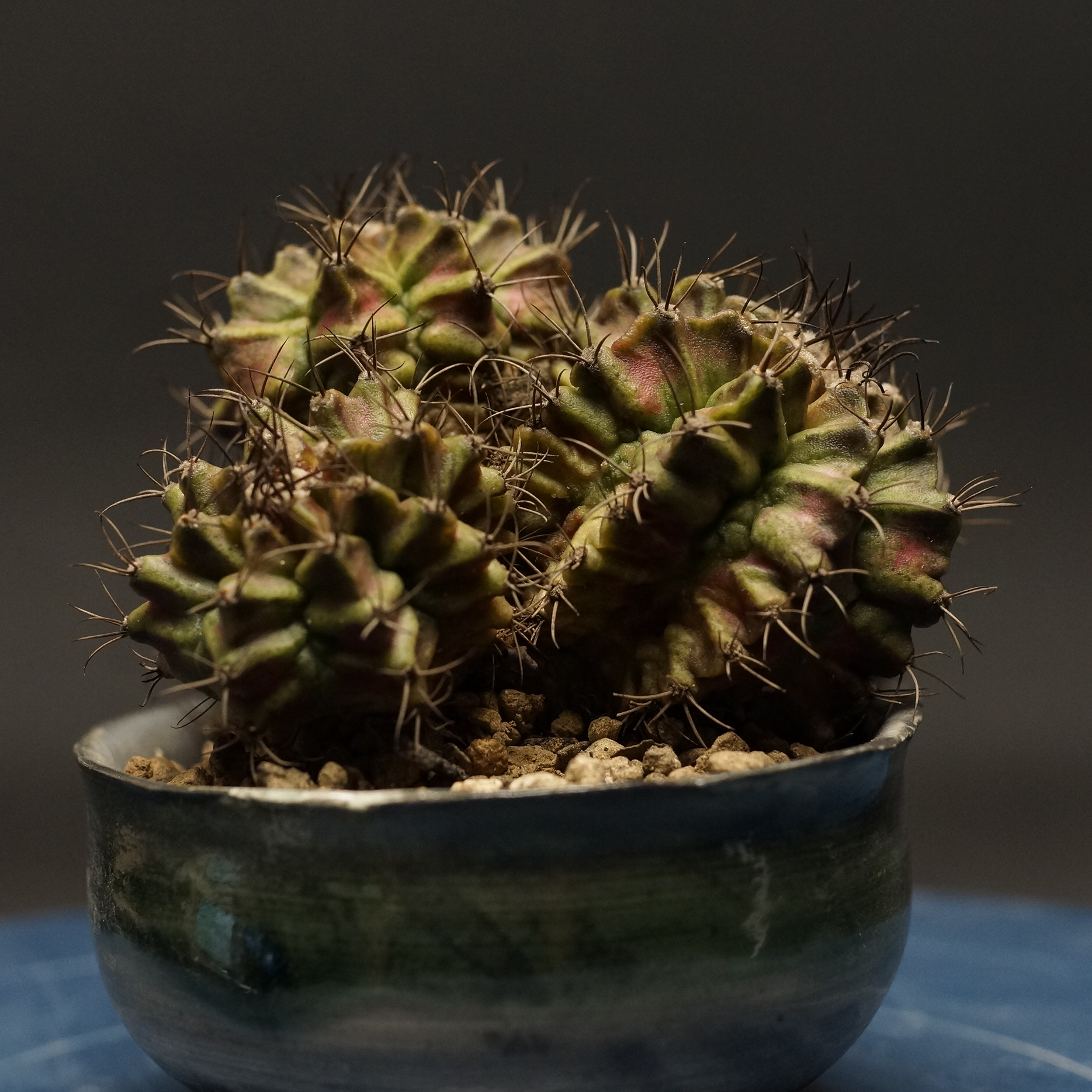 ギムノカリキウム　T-Rak【実生】 Gymnocalycium