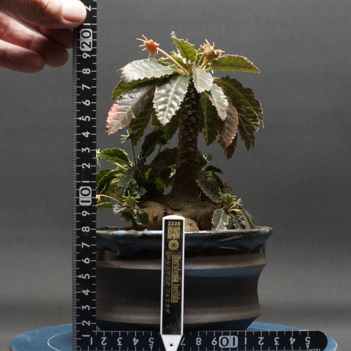 Dorstenia foetida