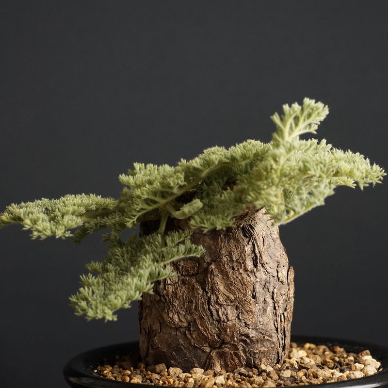 ペラルゴニウム　トリステ (Pelargonium triste) pelargonium triste