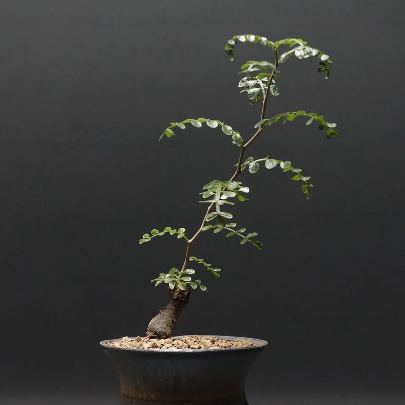 Operculicarya hirsutissima