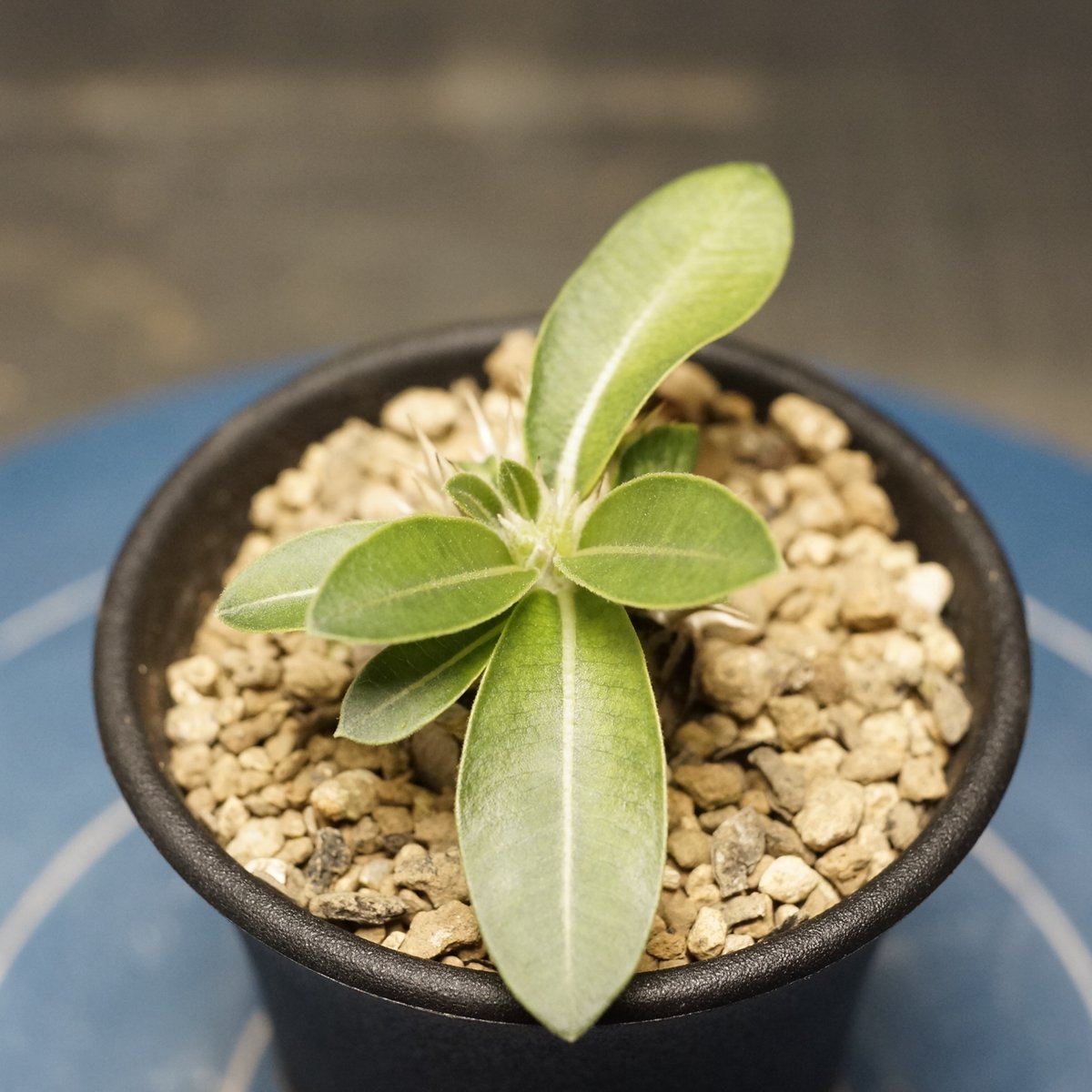 Pachypodium enigmaticum