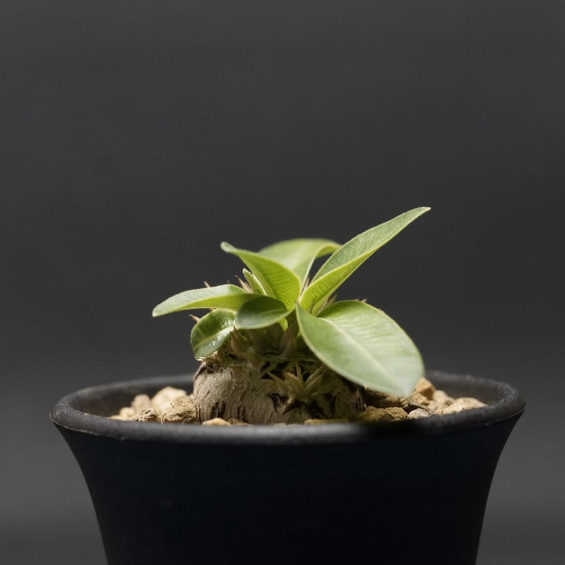 Pachypodium enigmaticum