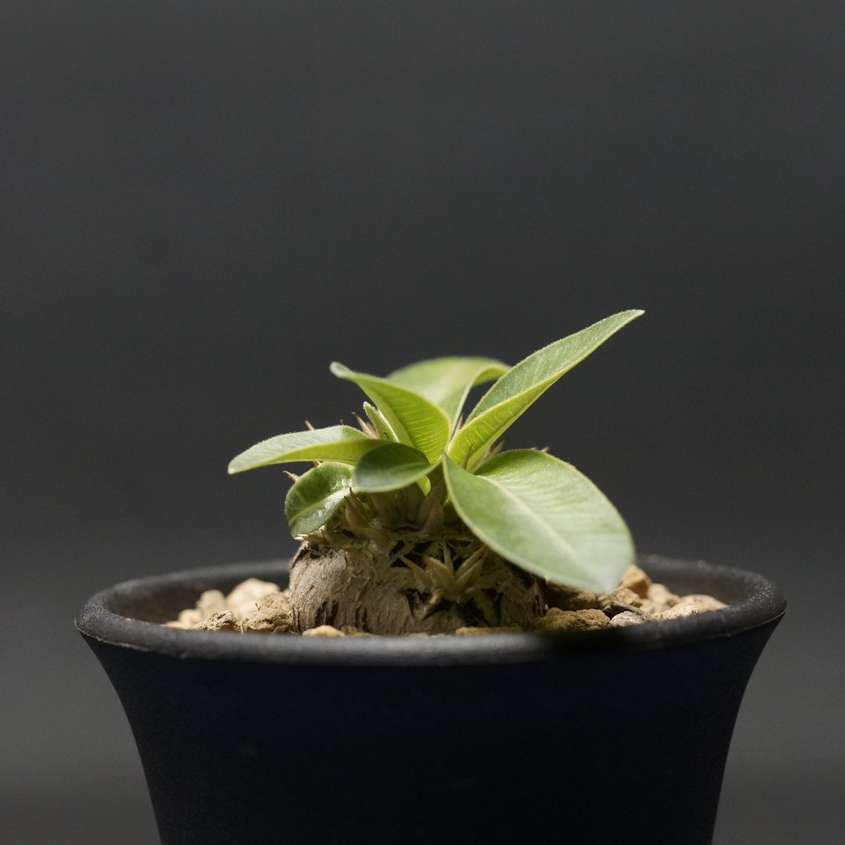 Pachypodium enigmaticum