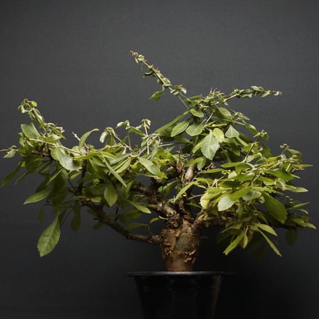 コミフォラ　pv2597 commiphora pv 2597 コミフォラ sp PV2597 Commiphora sp.PV2597 - Special Plants