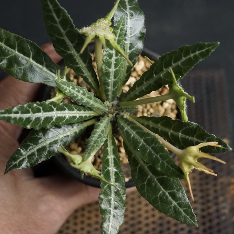 ドルステニア　ランキフォリア　斑入り Dorstenia lancifolia