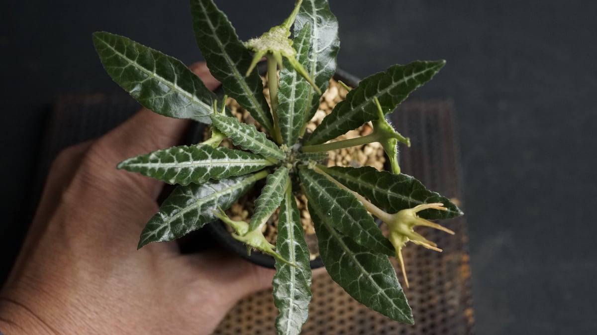 Dorstenia lancifolia Dorstenia lancifolia